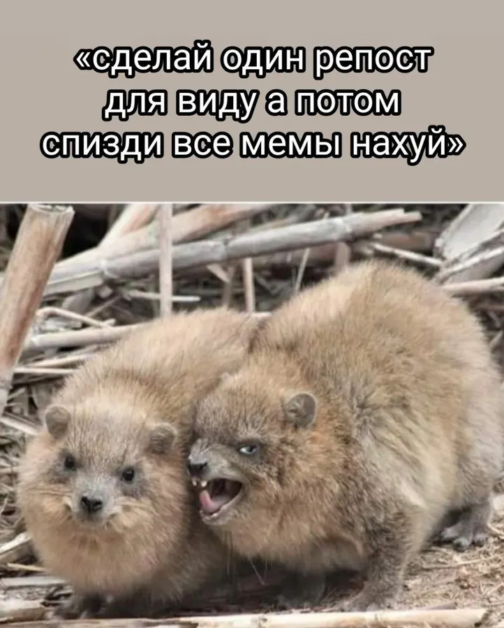 Untitled meme