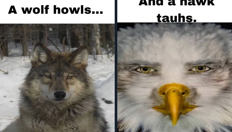 Untitled meme