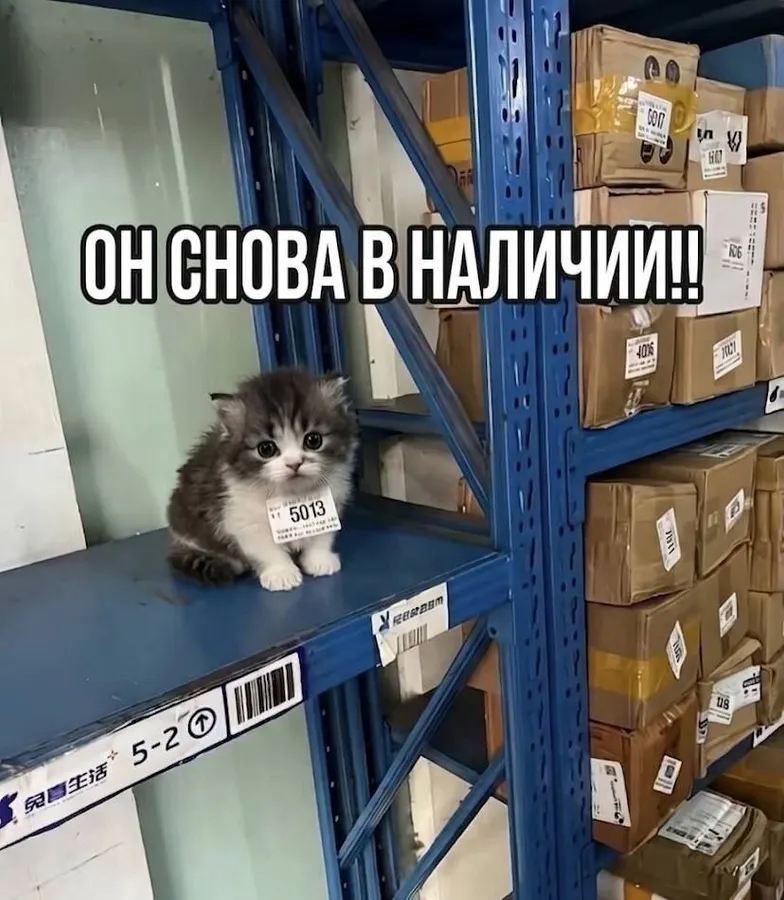Untitled meme