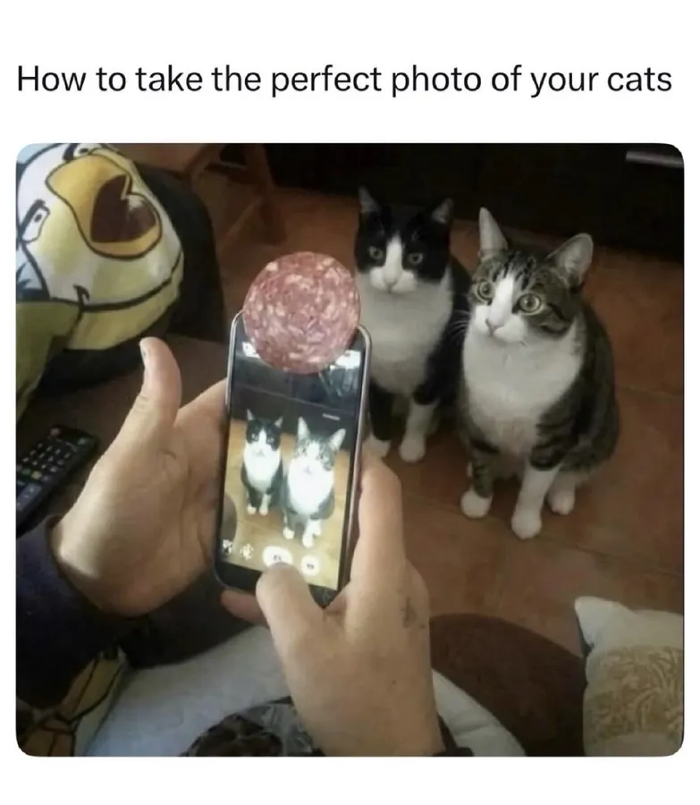 Untitled meme