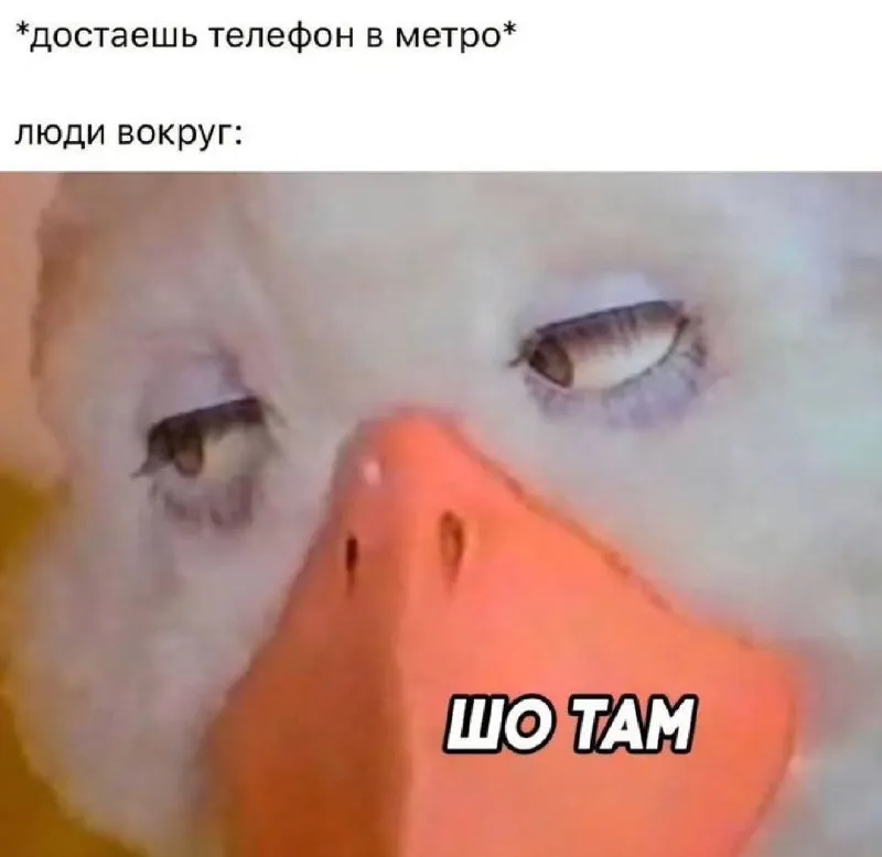 Untitled meme