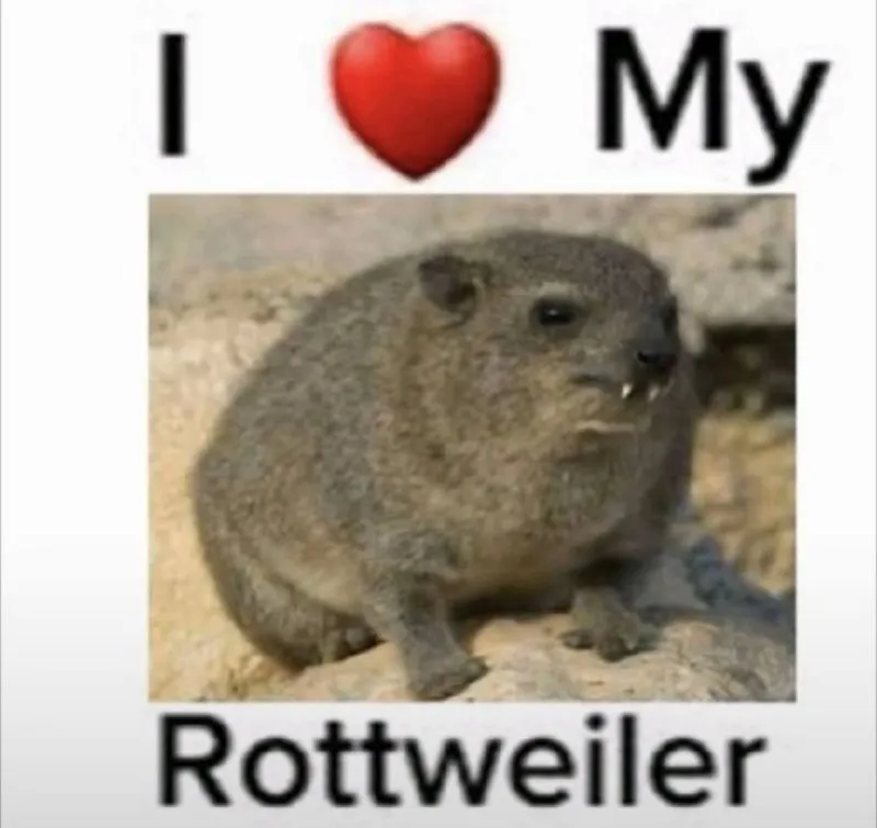 Untitled meme