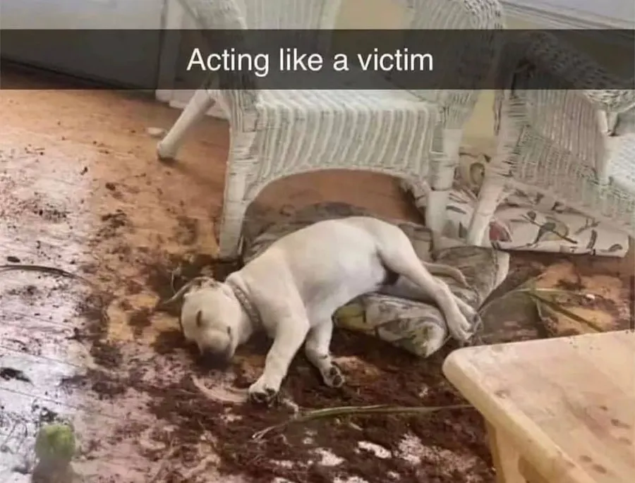 Untitled meme
