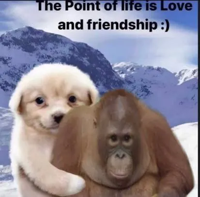 Untitled meme