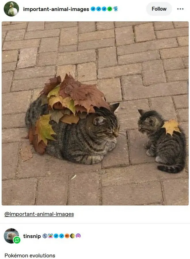 Untitled meme