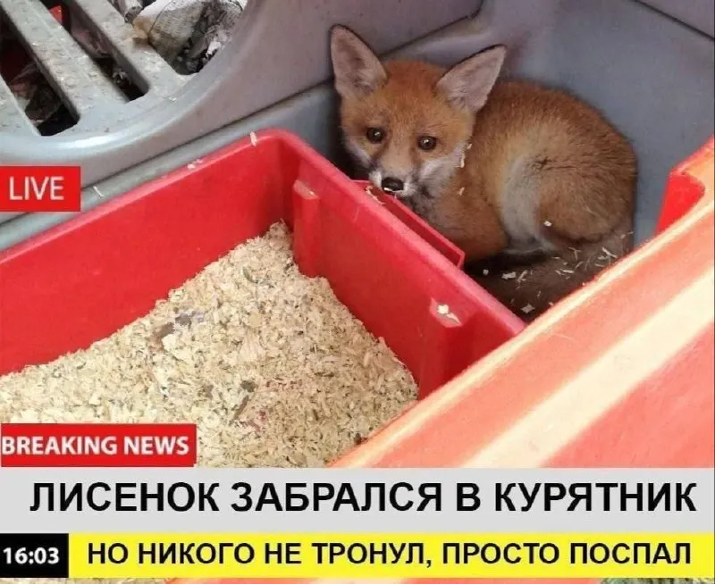 Untitled meme