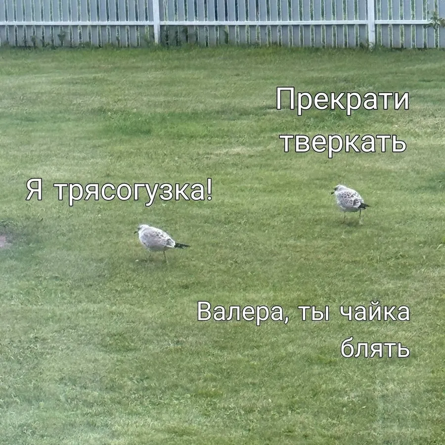 Untitled meme