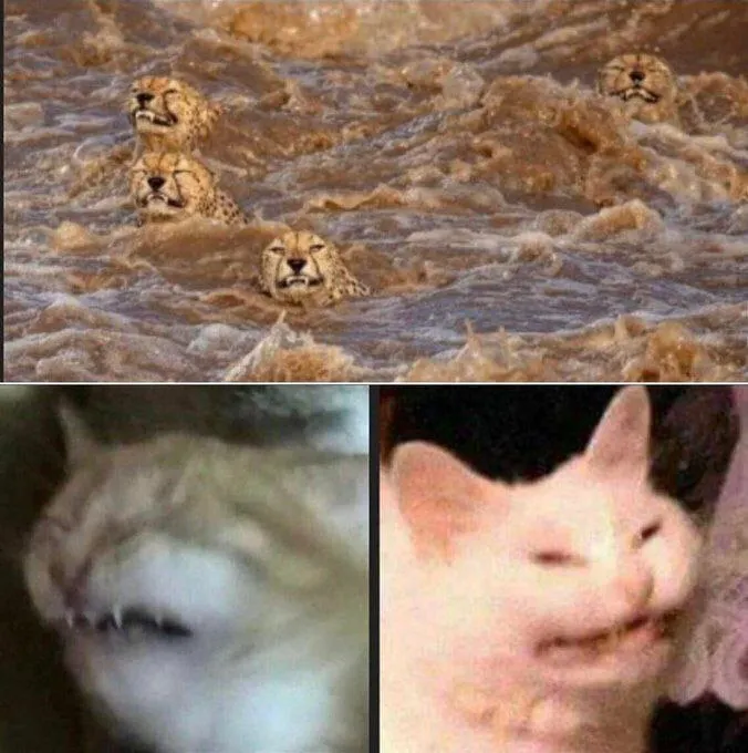 Untitled meme