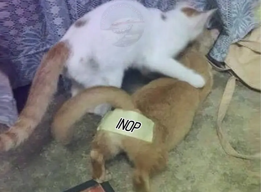 Untitled meme