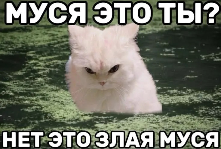 Untitled meme