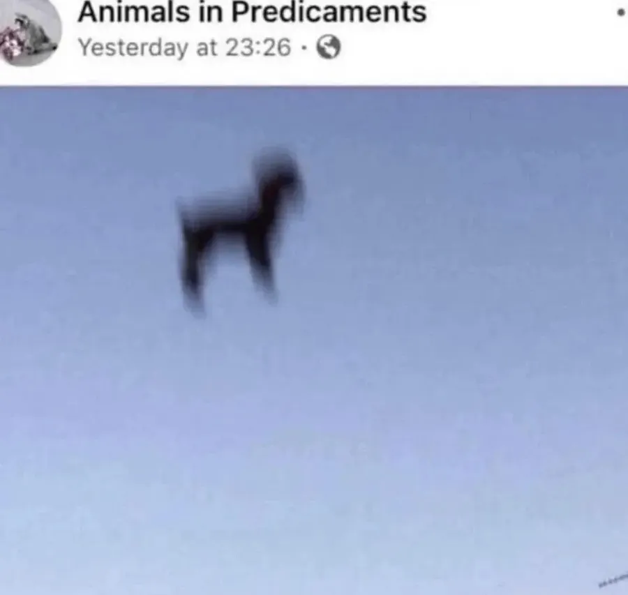 Untitled meme
