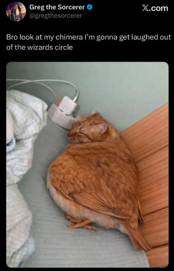 Untitled meme