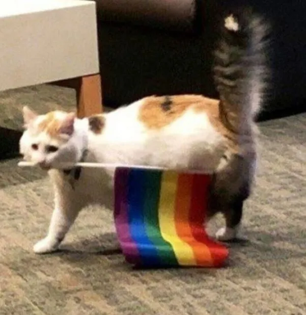 Untitled meme