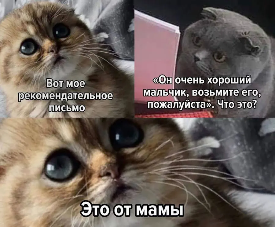 Untitled meme