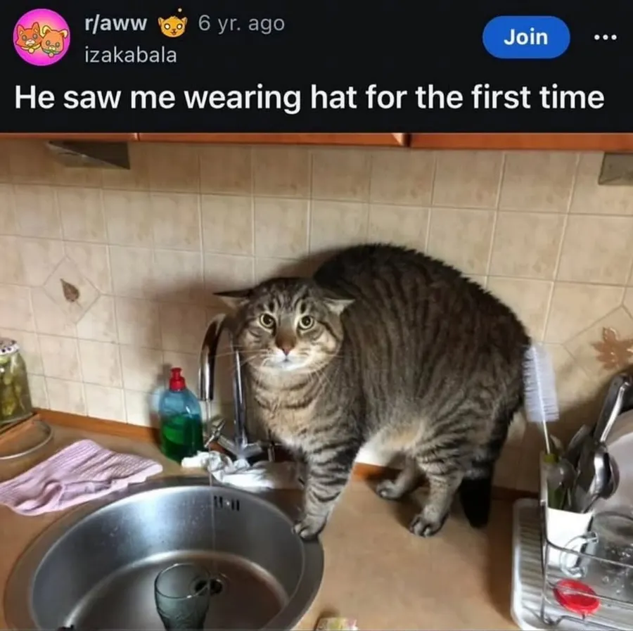 Untitled meme