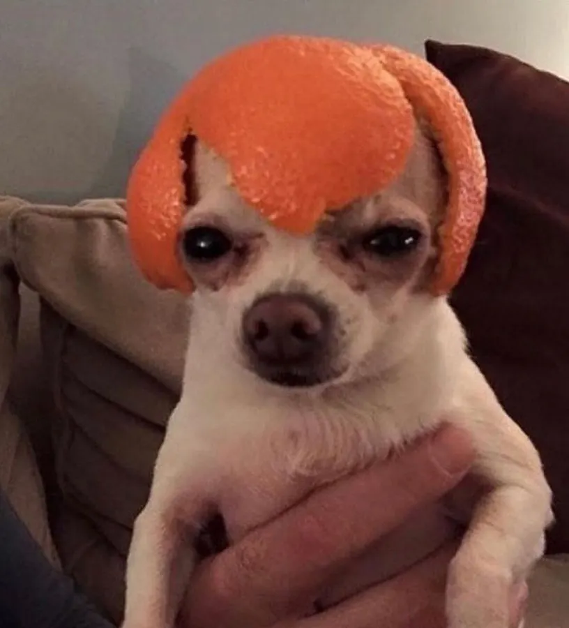 Untitled meme