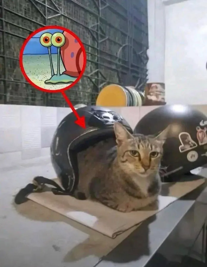 Untitled meme