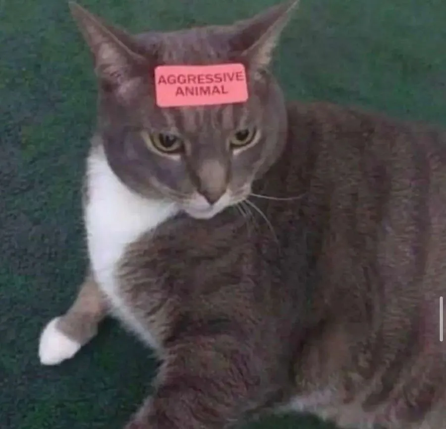Untitled meme