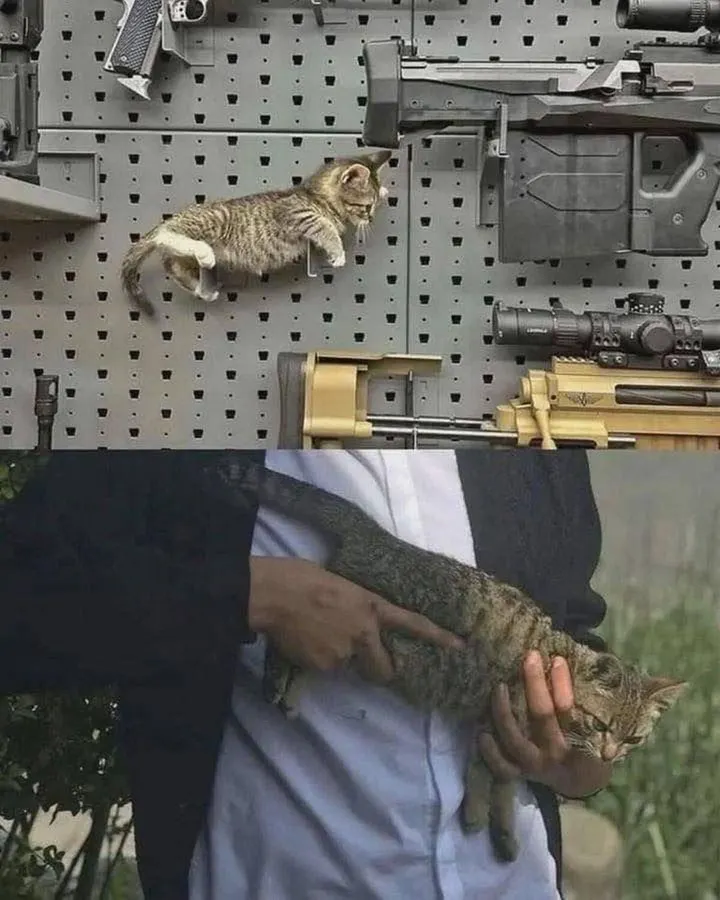Untitled meme