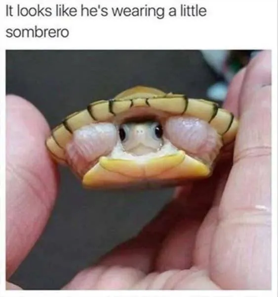 Untitled meme