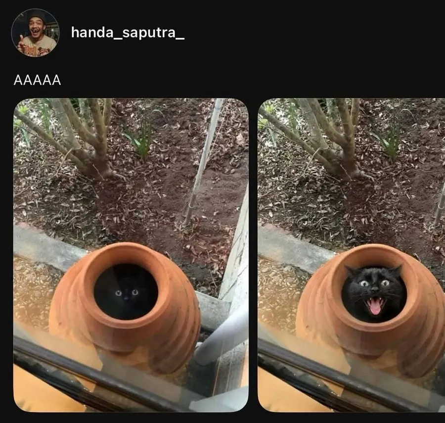Untitled meme