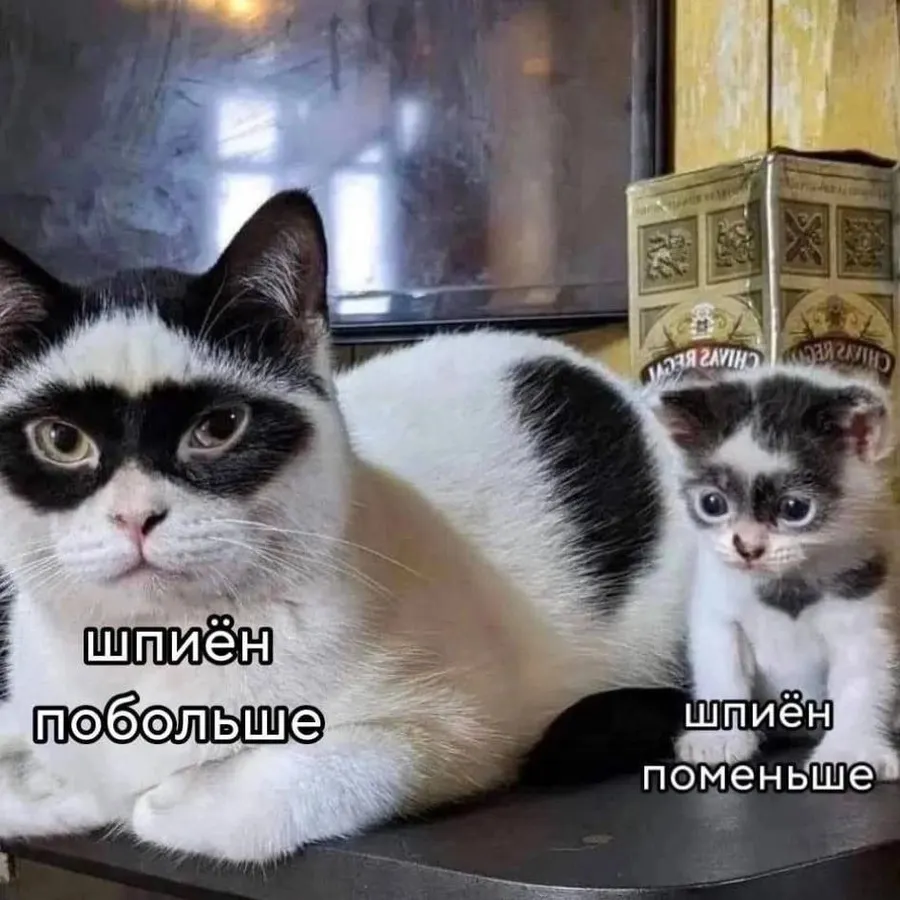 Untitled meme