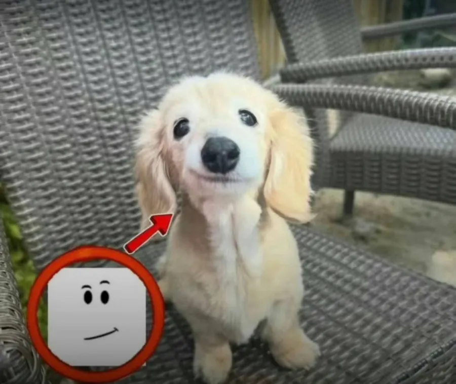 Untitled meme