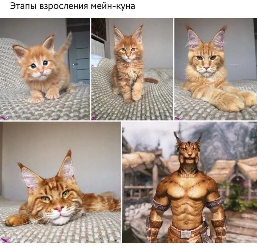 Untitled meme