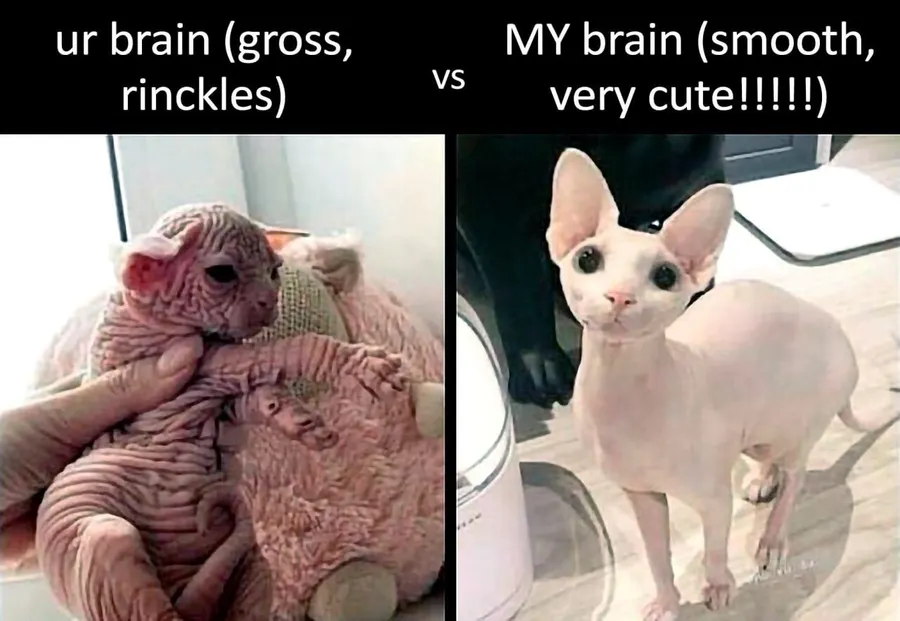 Untitled meme