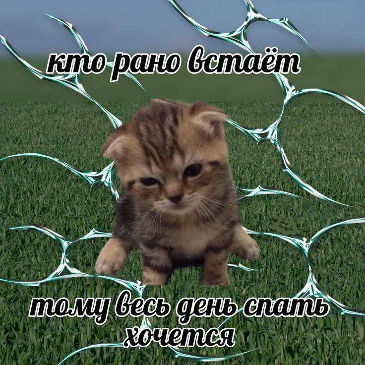 Untitled meme