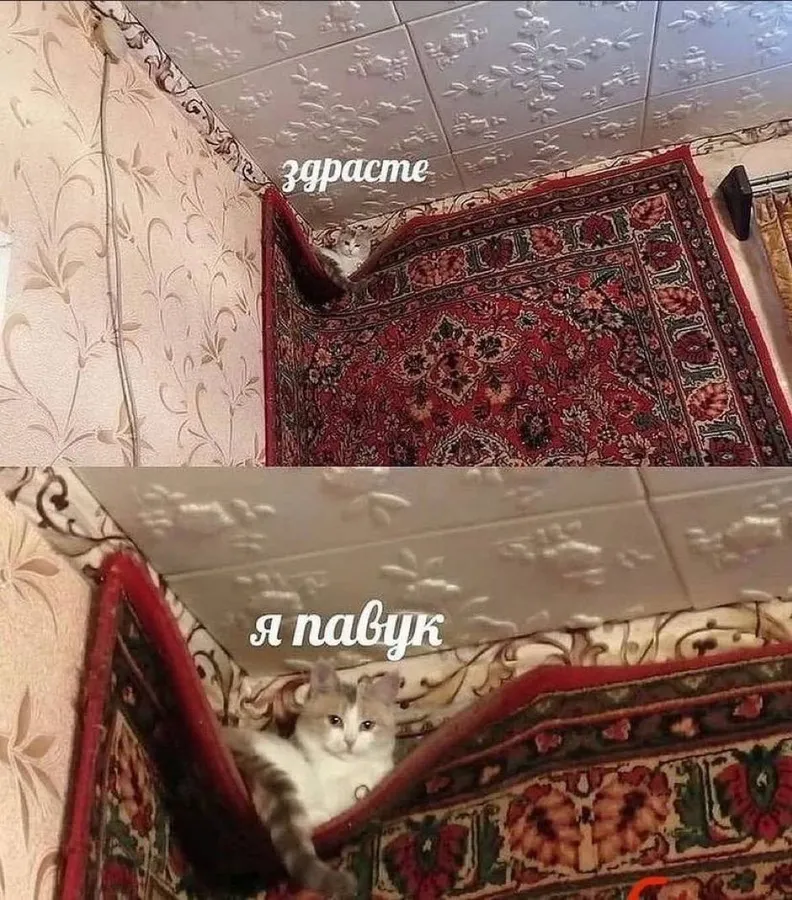Untitled meme