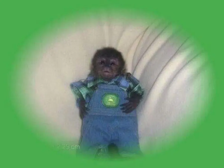 Untitled meme