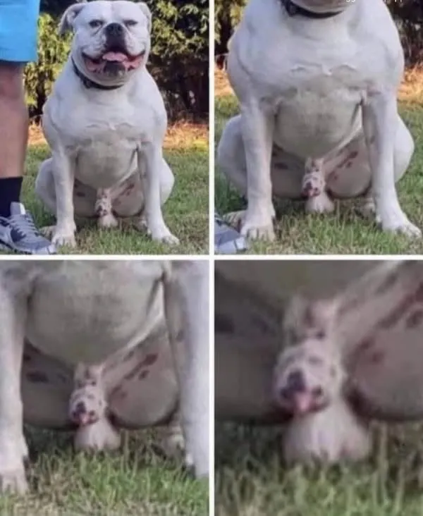 Untitled meme