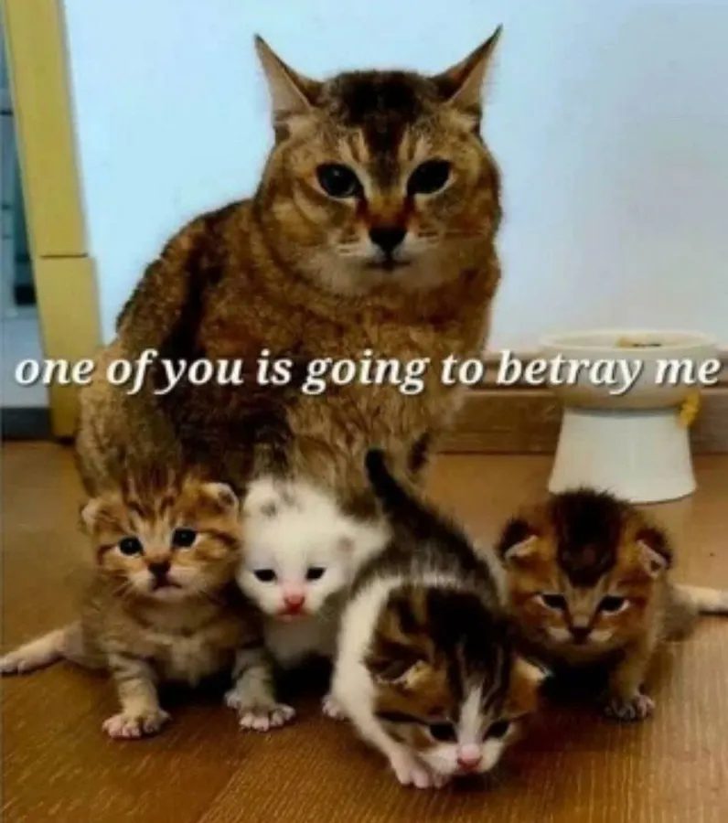 Untitled meme