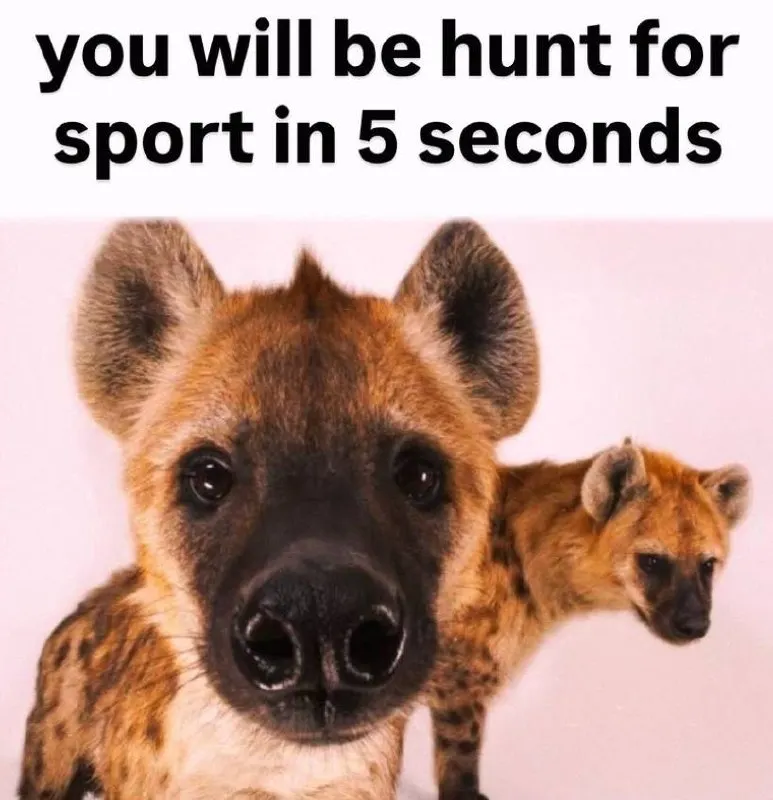 Untitled meme