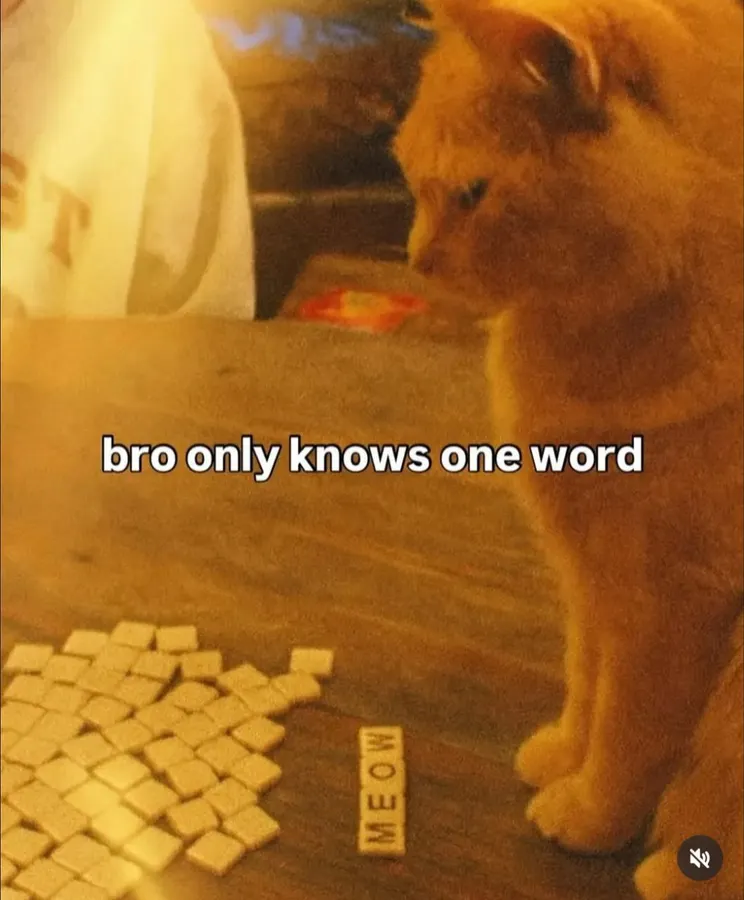 Untitled meme