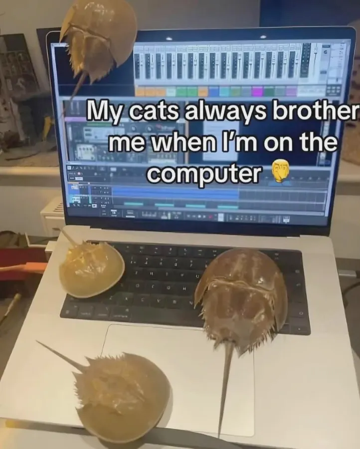Untitled meme