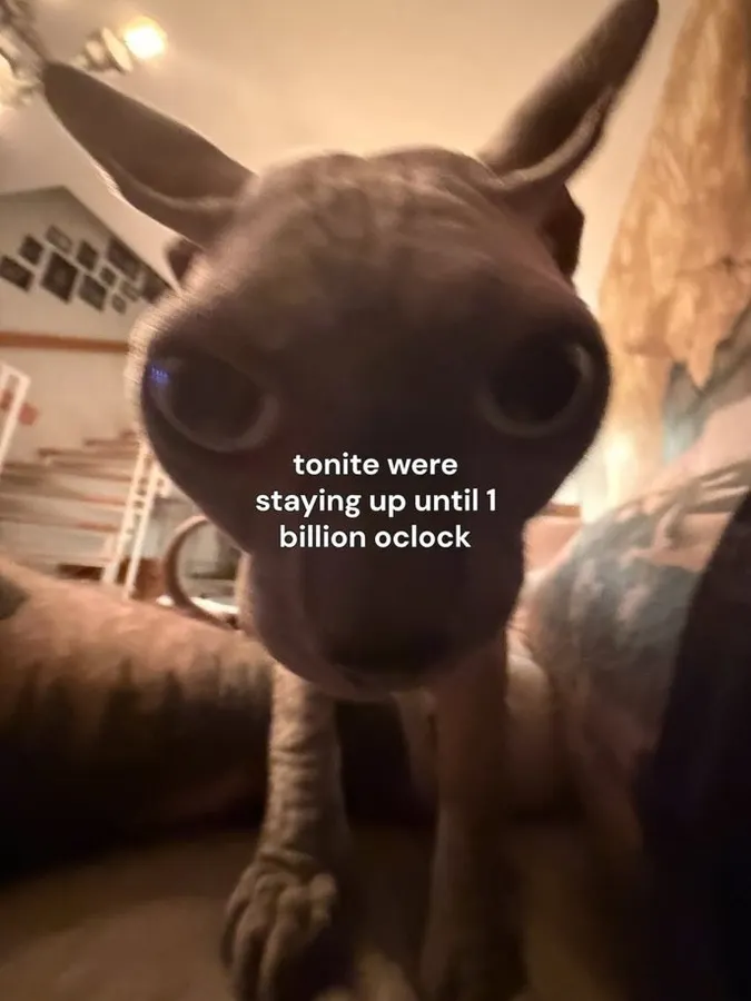 Untitled meme