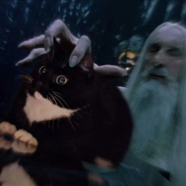 Untitled meme