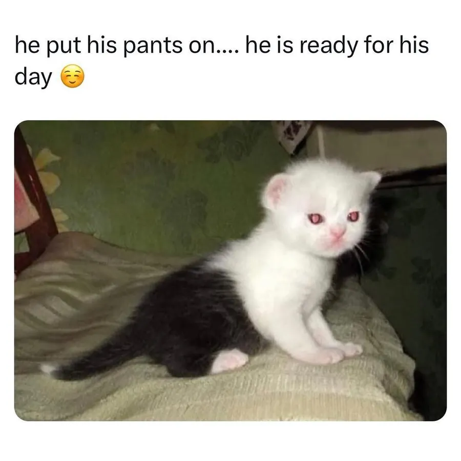 Untitled meme