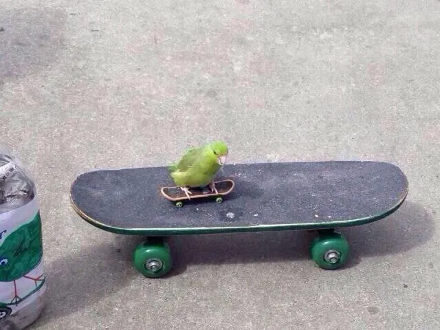Untitled meme