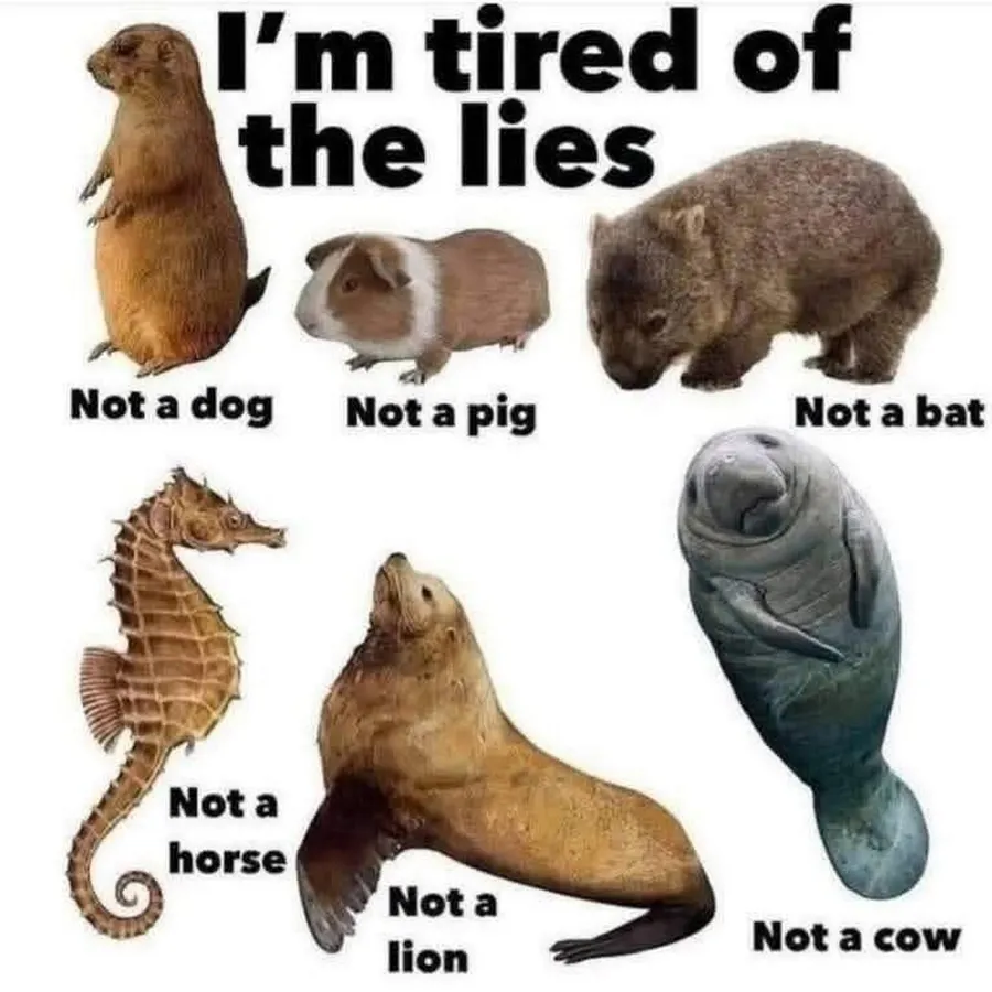 Untitled meme