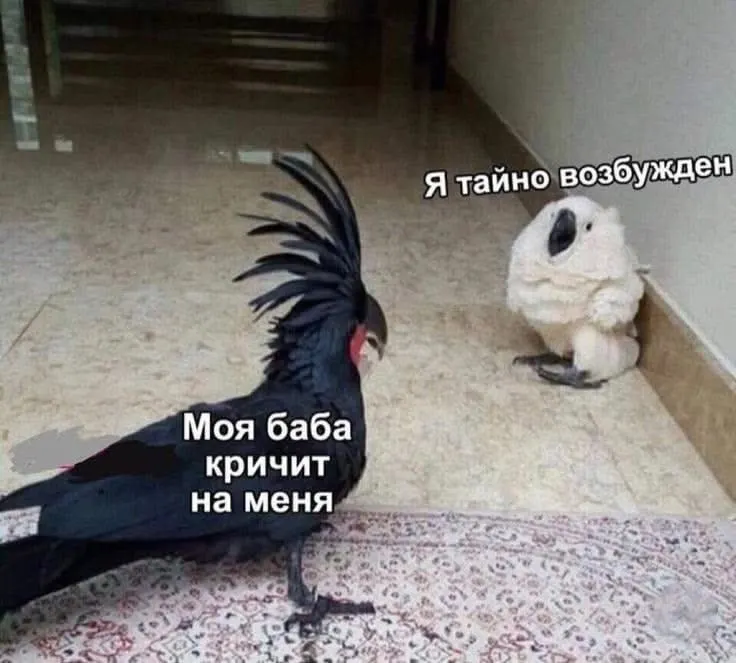 Untitled meme