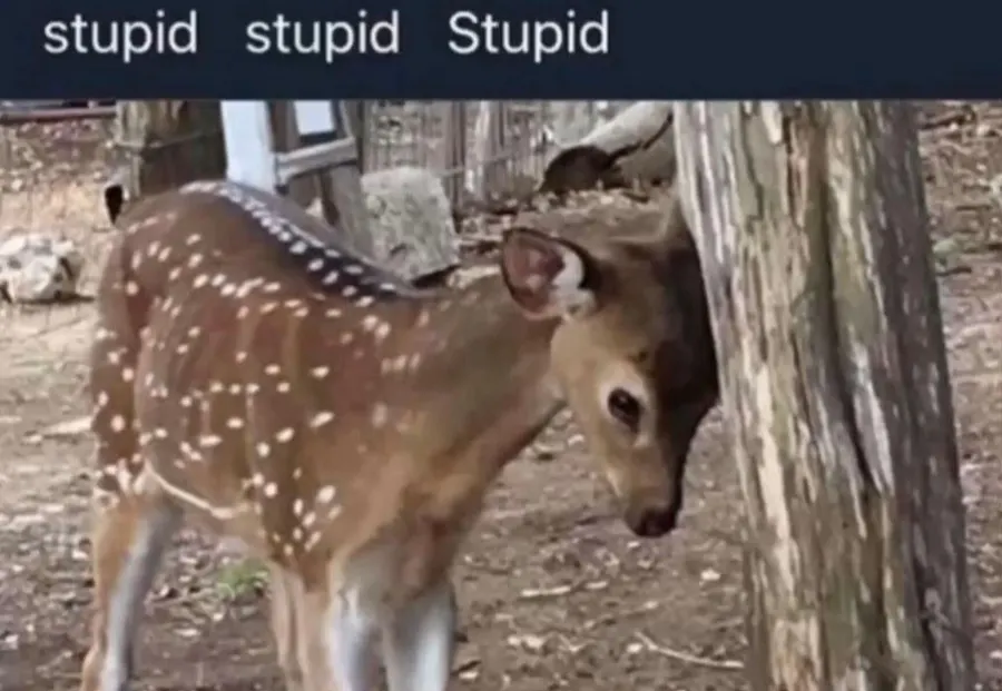 Untitled meme