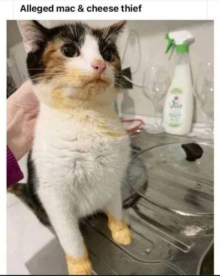 Untitled meme
