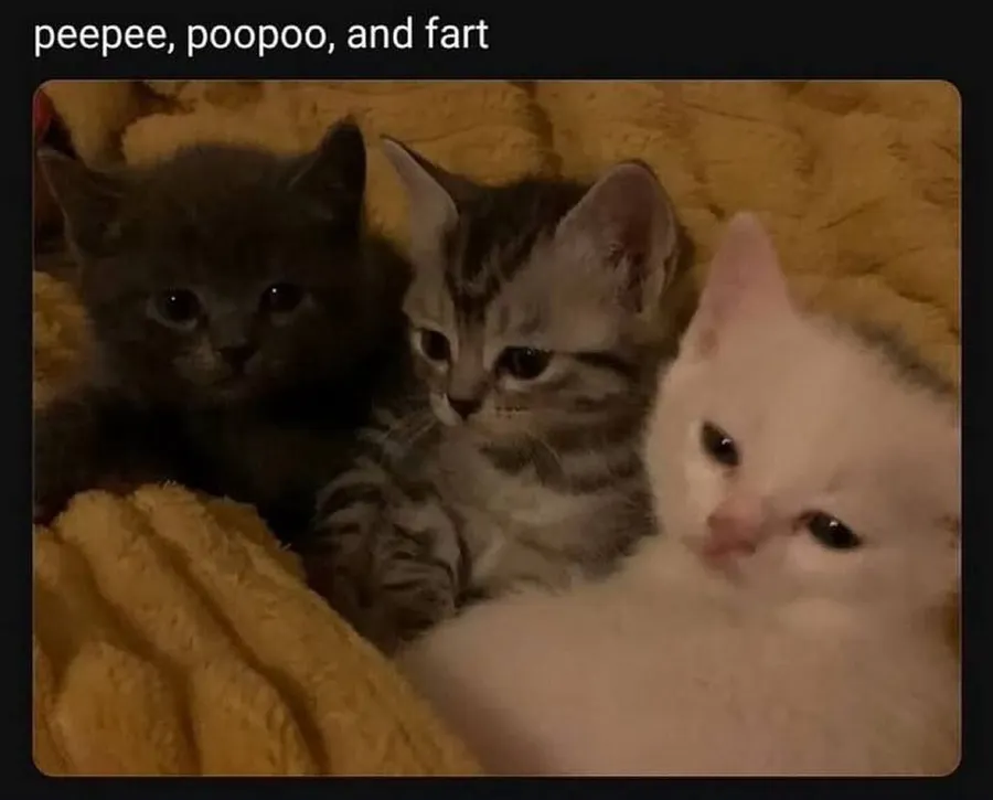 Untitled meme