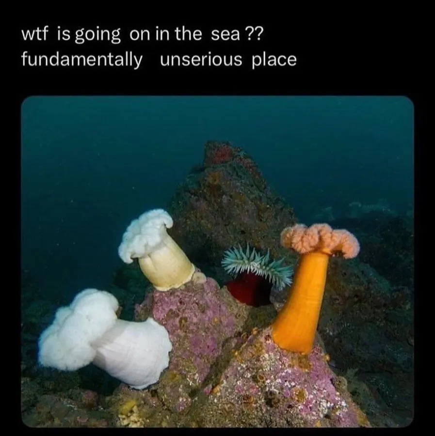 Untitled meme