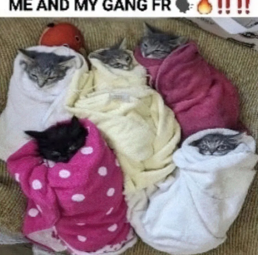 Untitled meme