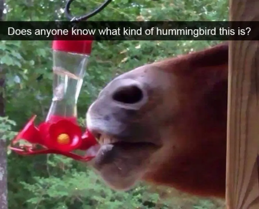 Untitled meme