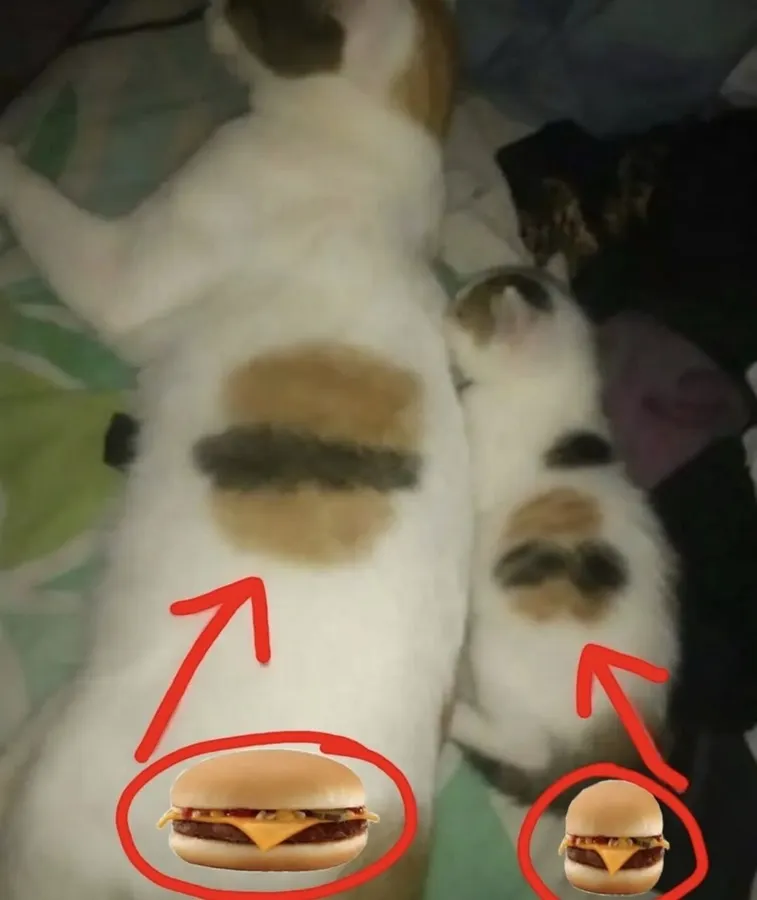 Untitled meme